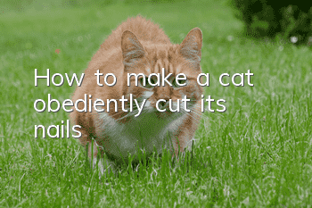 How to make a cat obediently cut its nails