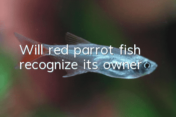 Will red parrot fish recognize its owner?