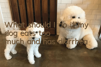 What should I do if my dog eats too much and has diarrhea?
