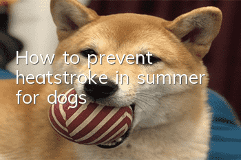 How to prevent heatstroke in summer for dogs