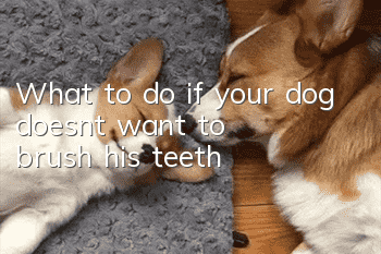 What to do if your dog doesn’t want to brush his teeth
