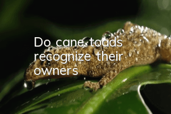 Do cane toads recognize their owners?