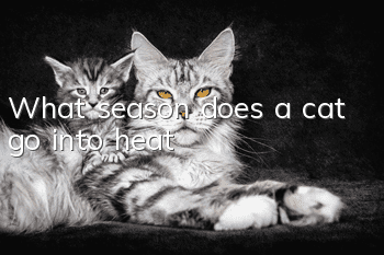 What season does a cat go into heat?