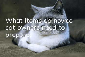 What items do novice cat owners need to prepare?