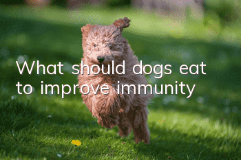 What should dogs eat to improve immunity?