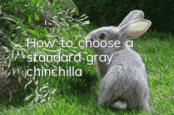 How to choose a standard gray chinchilla
