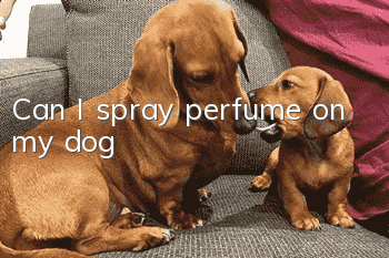 Can I spray perfume on my dog?