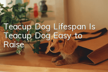 Teacup Dog Lifespan Is Teacup Dog Easy to Raise?