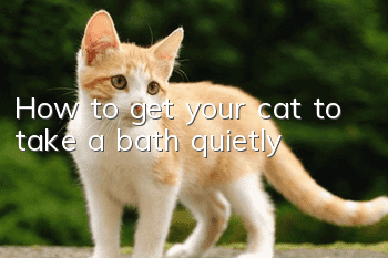 How to get your cat to take a bath quietly
