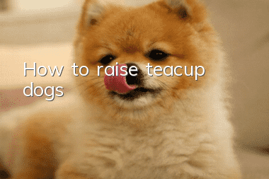 How to raise teacup dogs