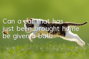 Can a cat that has just been brought home be given a bath?