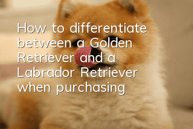 How to differentiate between a Golden Retriever and a Labrador Retriever when purchasing