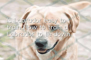Is Labrador easy to train? How to train a Labrador to lie down