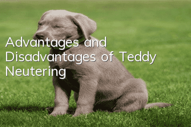 Advantages and Disadvantages of Teddy Neutering