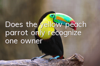 Does the yellow peach parrot only recognize one owner?