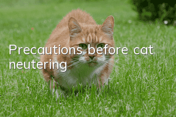 Precautions before cat neutering