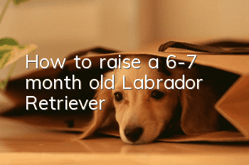 How to raise a 6-7 month old Labrador Retriever