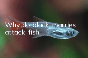 Why do black marries attack fish?