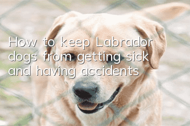 How to keep Labrador dogs from getting sick and having accidents