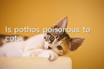 Is pothos poisonous to cats?