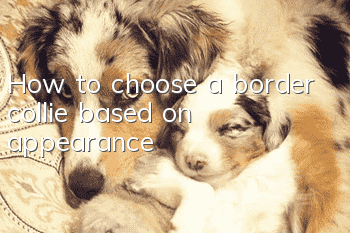 How to choose a border collie based on appearance