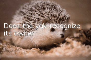 Does the yak recognize its owner?