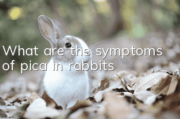 What are the symptoms of pica in rabbits?