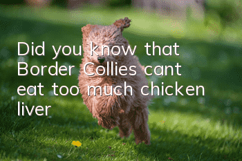 Did you know that Border Collies can’t eat too much chicken liver?