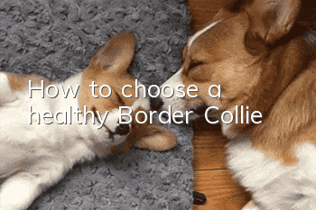 How to choose a healthy Border Collie
