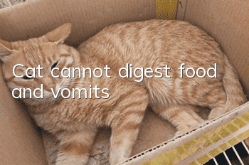 Cat cannot digest food and vomits
