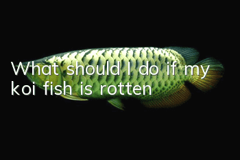What should I do if my koi fish is rotten?
