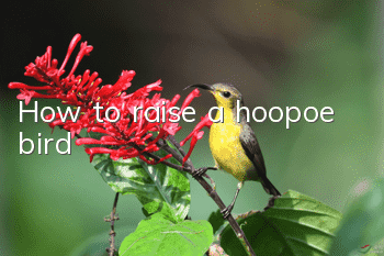 How to raise a hoopoe bird