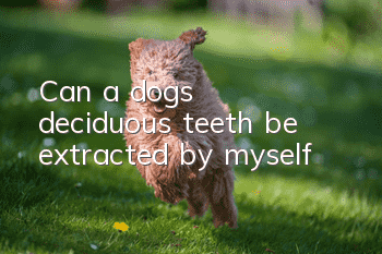 Can a dog’s deciduous teeth be extracted by myself?
