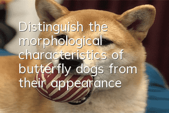 Distinguish the morphological characteristics of butterfly dogs from their appearance