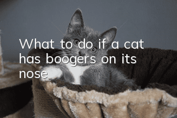 What to do if a cat has boogers on its nose