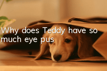 Why does Teddy have so much eye pus?