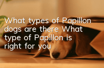 What types of Papillon dogs are there? What type of Papillon is right for you?