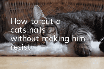 How to cut a cat's nails without making him resist
