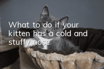 What to do if your kitten has a cold and stuffy nose