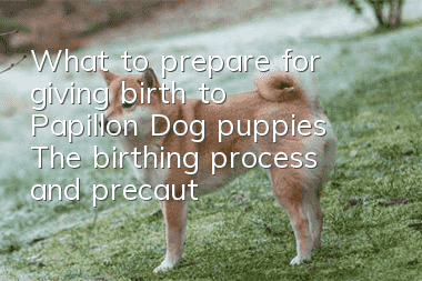 What to prepare for giving birth to Papillon Dog puppies? The birthing process and precautions of Papillon female dogs