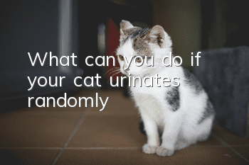 What can you do if your cat urinates randomly?