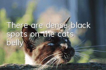 There are dense black spots on the cat’s belly