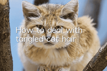 How to deal with tangled cat hair