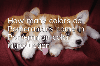How many colors do Pomeranians come in? Pomeranian color introduction