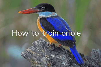 How to train oriole
