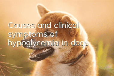 Causes and clinical symptoms of hypoglycemia in dogs