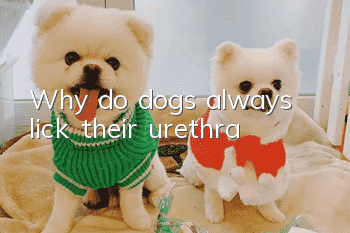 Why do dogs always lick their urethra?