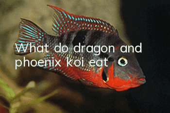What do dragon and phoenix koi eat?