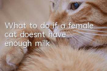 What to do if a female cat doesn’t have enough milk