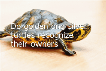 Do golden and silver turtles recognize their owners?